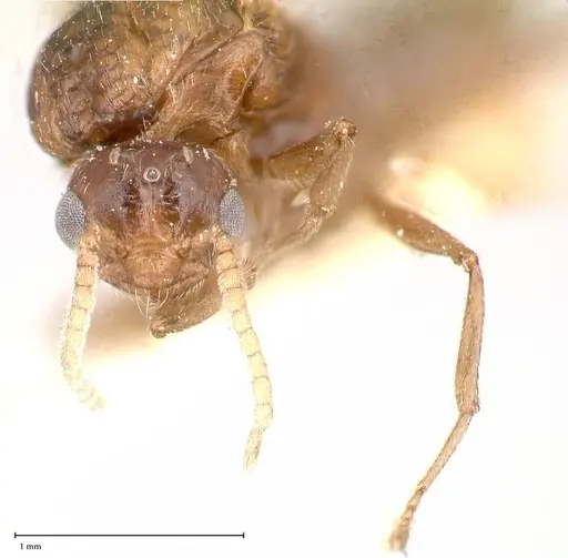 Crematogaster castanea - FOCOL0654