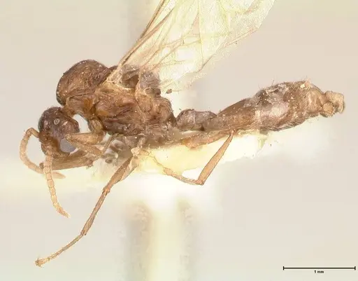 Crematogaster castanea - FOCOL0654