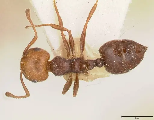 Crematogaster castanea - FOCOL0655