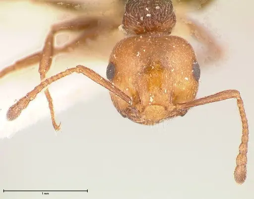 Crematogaster castanea - FOCOL0655