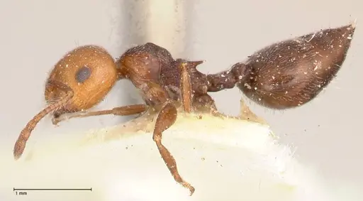 Crematogaster castanea - FOCOL0655