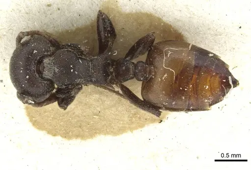 Crematogaster castanea - RMCAENT000017760