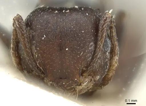 Crematogaster castanea - RMCAENT000017760