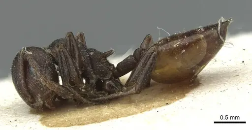 Crematogaster castanea - RMCAENT000017760