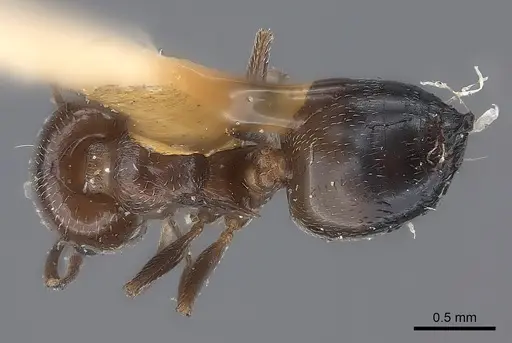 Crematogaster cedrosensis specimen