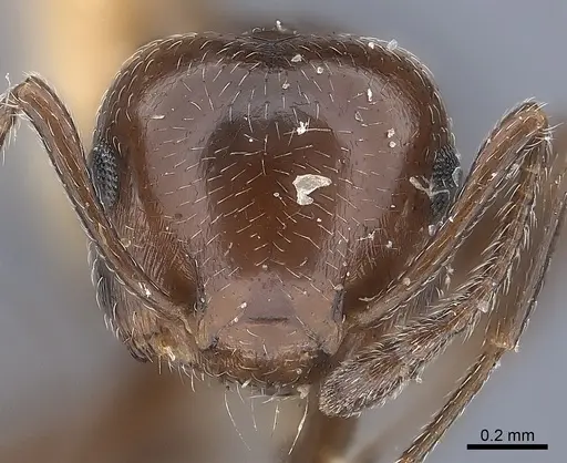 Crematogaster cedrosensis specimen