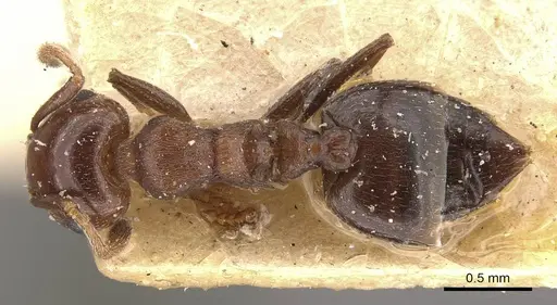 Crematogaster censor specimen