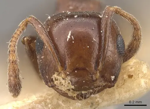 Crematogaster censor specimen