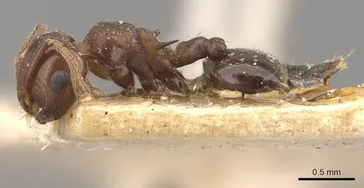 Crematogaster censor specimen