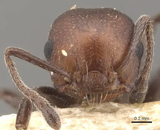 Crematogaster censor - CASENT0908512