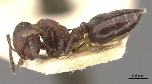Crematogaster censor - CASENT0908512