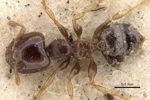 Crematogaster cephalotes specimen