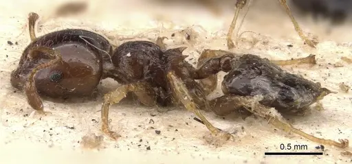 Crematogaster cephalotes specimen
