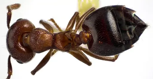 Crematogaster cerasi specimen