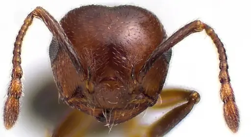 Crematogaster cerasi specimen