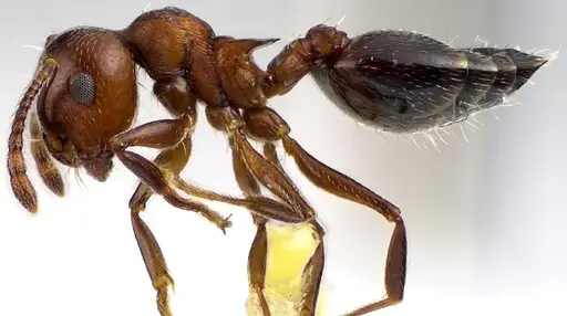 Crematogaster cerasi specimen