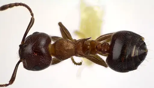 Crematogaster cerasi - ANTWEB1041629