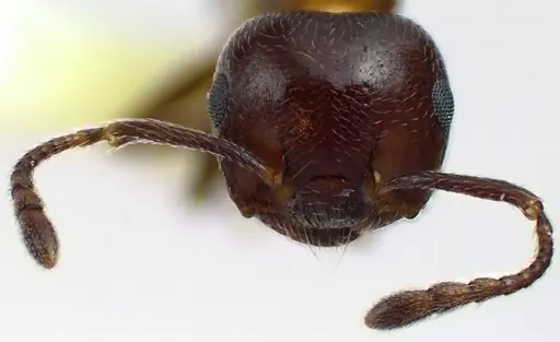 Crematogaster cerasi - ANTWEB1041629