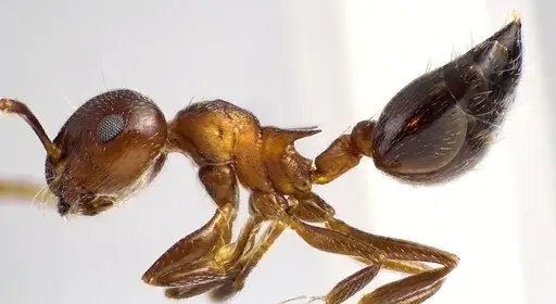 Crematogaster cerasi - ANTWEB1041629