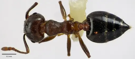 Crematogaster cerasi - ANTWEB1041687