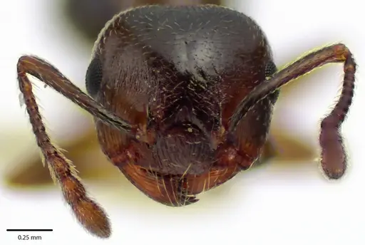 Crematogaster cerasi - ANTWEB1041687