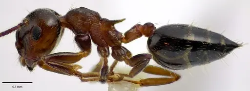 Crematogaster cerasi - ANTWEB1041687