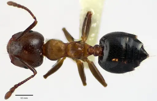 Crematogaster cerasi - ANTWEB1041688