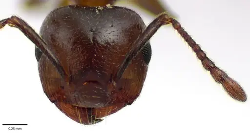 Crematogaster cerasi - ANTWEB1041688