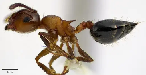 Crematogaster cerasi - ANTWEB1041688
