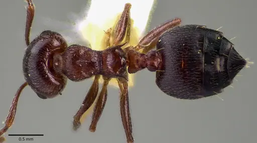Crematogaster cerasi - ANTWEB1041797