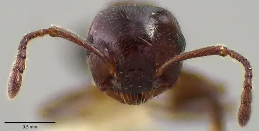 Crematogaster cerasi - ANTWEB1041797