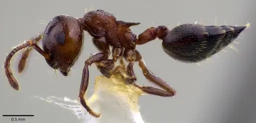 Crematogaster cerasi - ANTWEB1041797