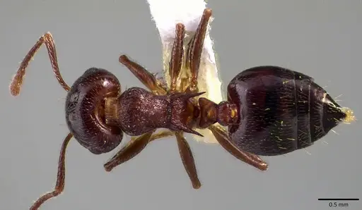 Crematogaster cerasi - ANTWEB1041801