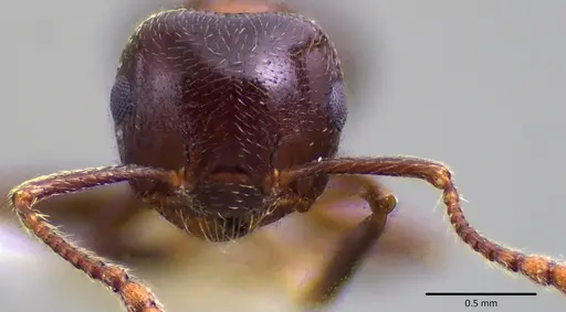 Crematogaster cerasi - ANTWEB1041801