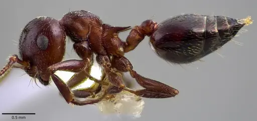 Crematogaster cerasi - ANTWEB1041801