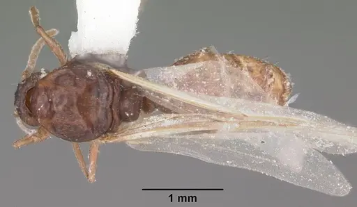 Crematogaster cerasi - CASENT0103773