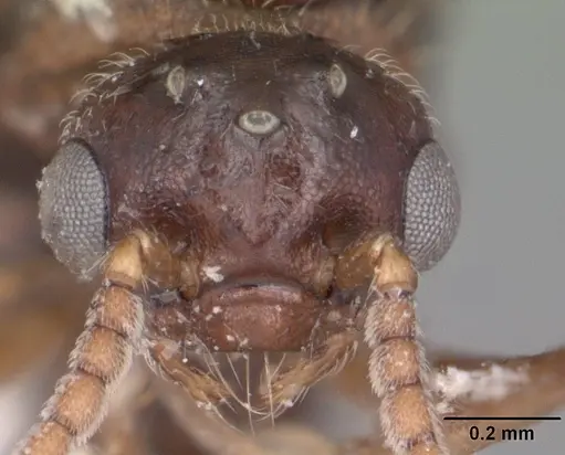 Crematogaster cerasi - CASENT0103773