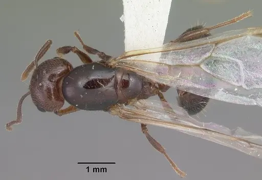 Crematogaster cerasi - CASENT0103775
