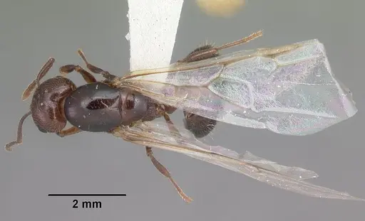 Crematogaster cerasi - CASENT0103775