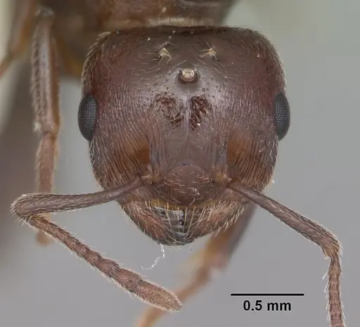 Crematogaster cerasi - CASENT0103775
