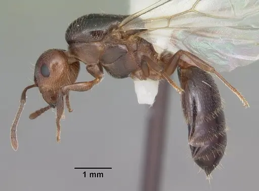 Crematogaster cerasi - CASENT0103775