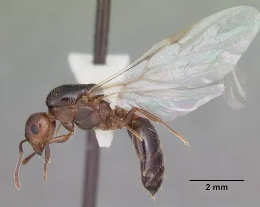 Crematogaster cerasi - CASENT0103775