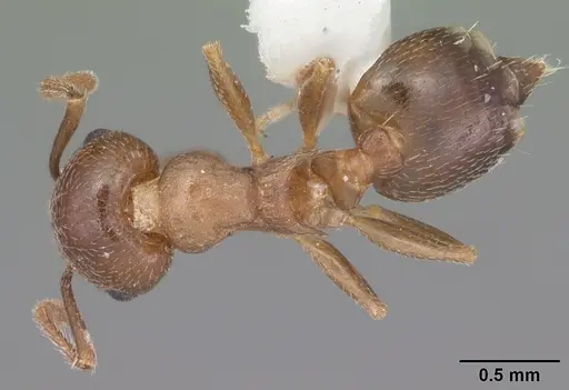 Crematogaster cerasi - CASENT0103776