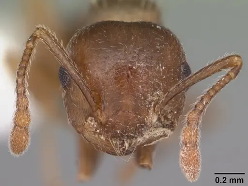 Crematogaster cerasi - CASENT0103776