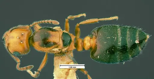 Crematogaster cerasi - CASENT0105545