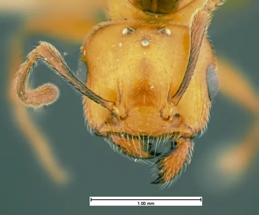 Crematogaster cerasi - CASENT0105545