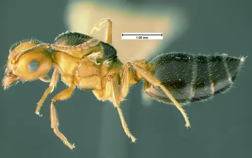 Crematogaster cerasi - CASENT0105545