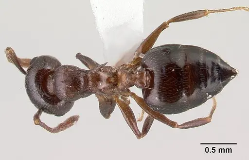 Crematogaster cerasi - CASENT0179856