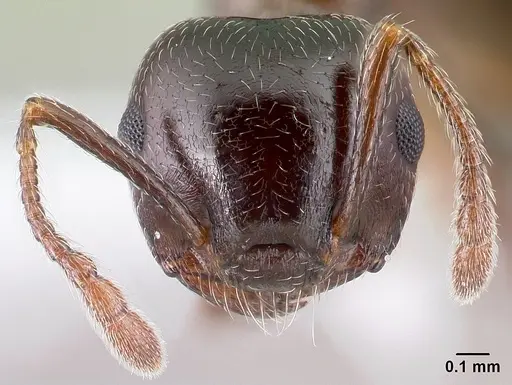 Crematogaster cerasi - CASENT0179856