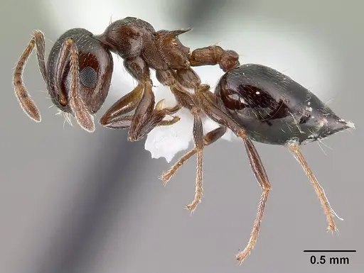 Crematogaster cerasi - CASENT0179856